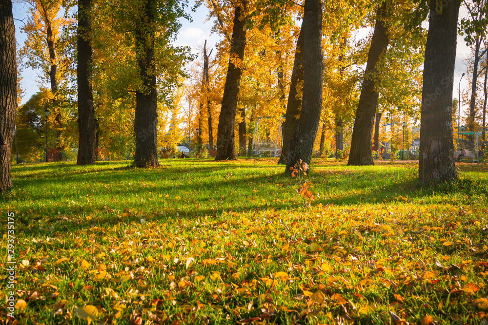The beginning of autumn, green grass is covered with yellow leaves creating a natural multi-colored beautiful carpet. Autumn park in the sun. The beginning of autumn, green grass is covered with yellow leaves creating a natural multi-colored beautiful carpet. Autumn park in the sun.