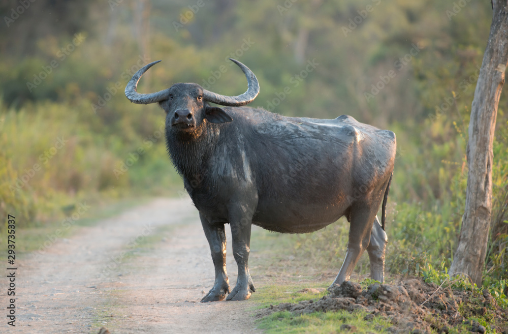 Wild Buffalo at Kazhiranga National Park,Assam,India Wild Buffalo at Kazhiranga National Park,Assam,India