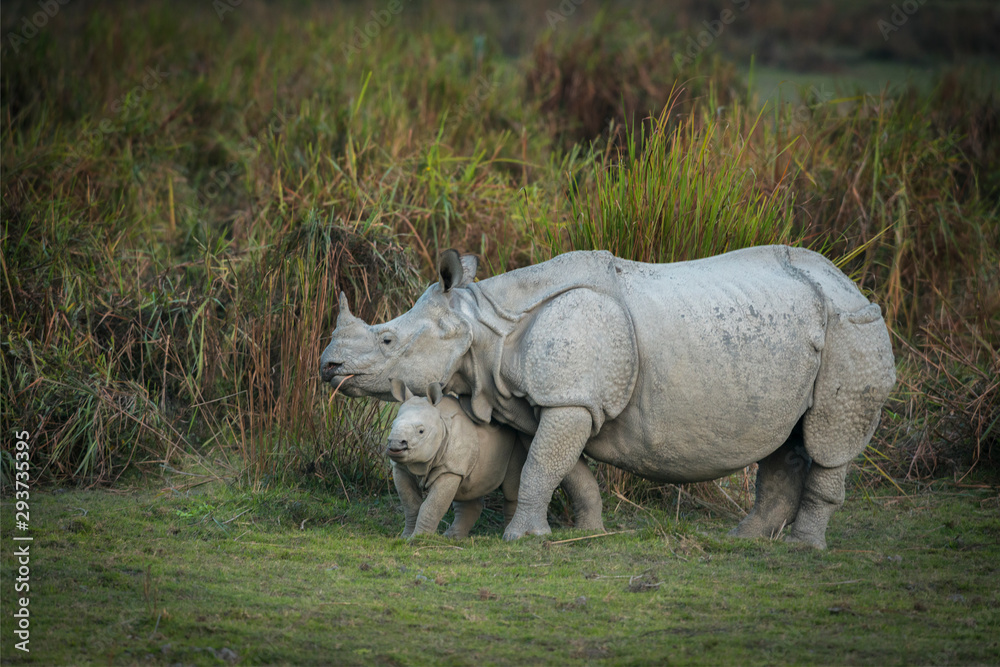 Obraz premium Rhino Mother and Baby at Kazhiranga National Park,Assam,India