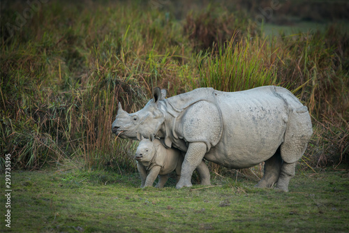 Rhino Mother and Baby at Kazhiranga National Park Assam India