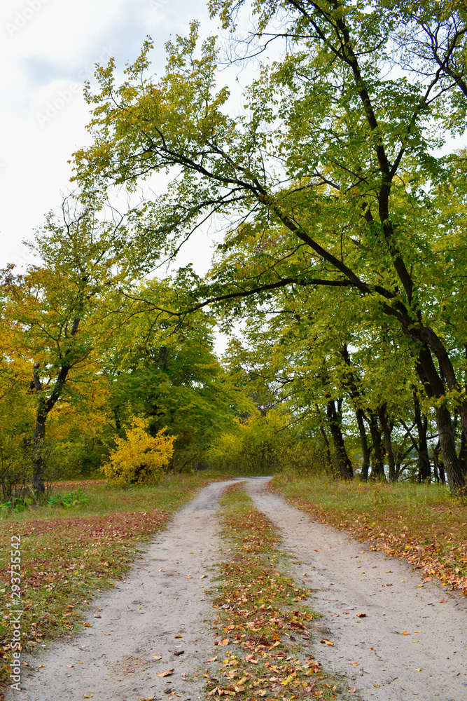 Country road in the autumn forest, yellow leaves on the trees and on the ground.
