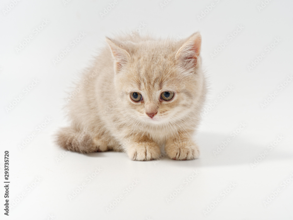 little beautiful funny british kitten on white background