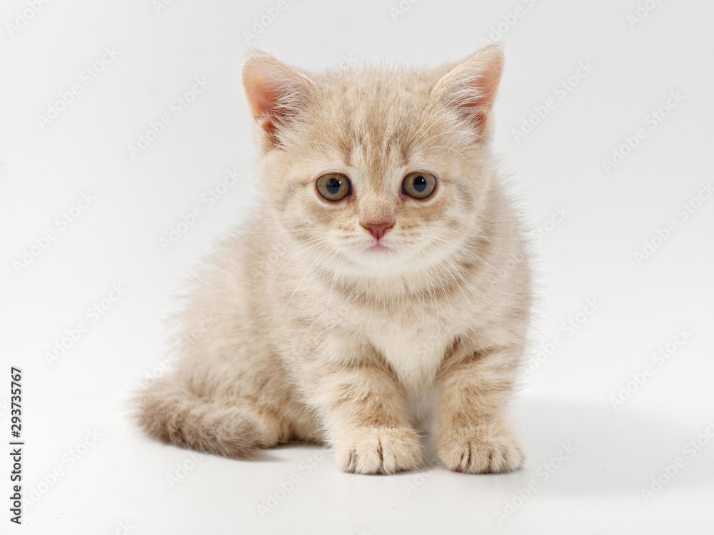 little beautiful funny british kitten on white background