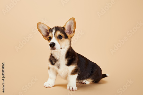 cute welsh corgi puppy on beige background © LIGHTFIELD STUDIOS