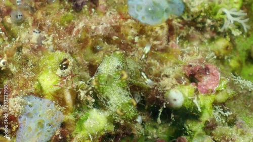 A sea slug Elysia (gastropod) crawling on algae. Closeup. photo