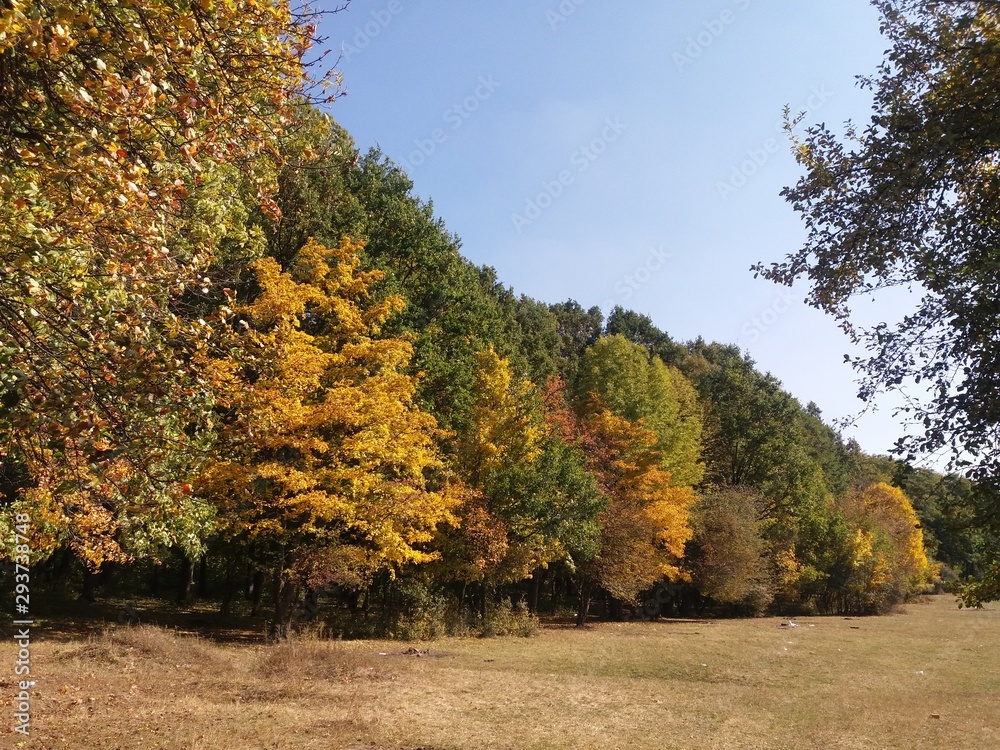 Naklejka premium yellow maple tree in autumn