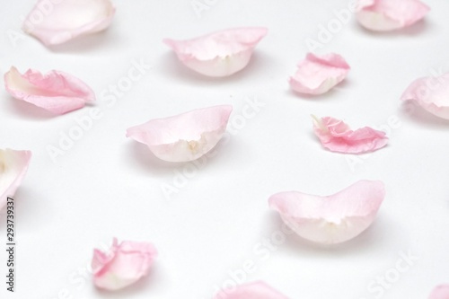 Blurred a group of sweet pink rose corollas on white isolated background with softly style 