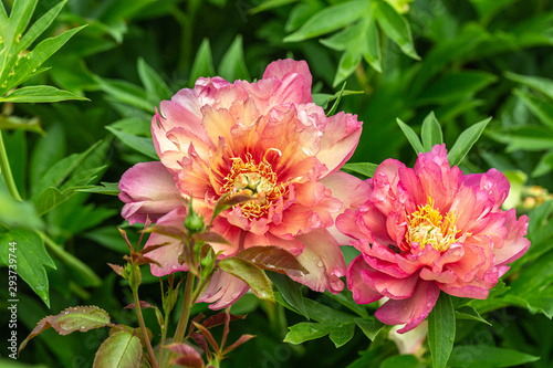 Peony Hybrid 