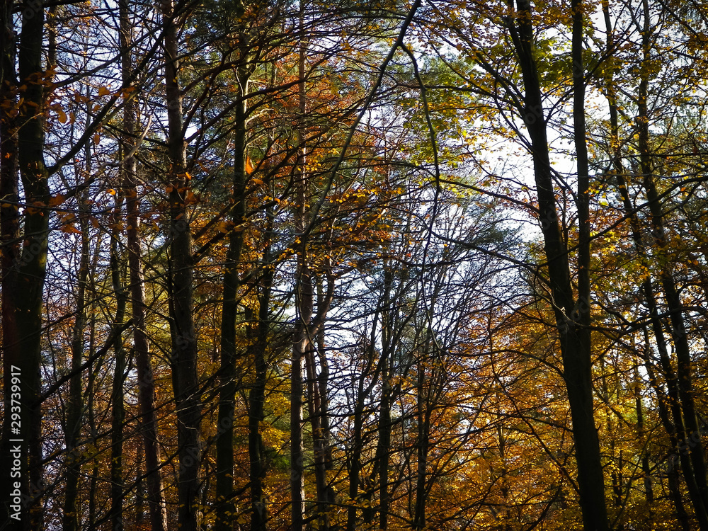 Fototapeta premium Autumnal forest landscape