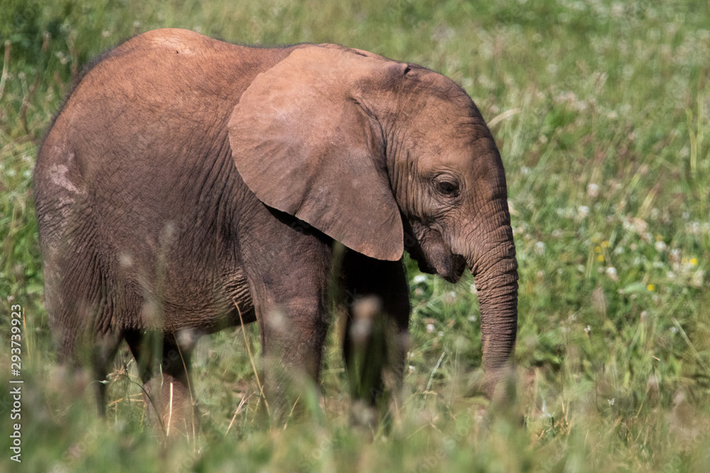 elephants in the field with their young