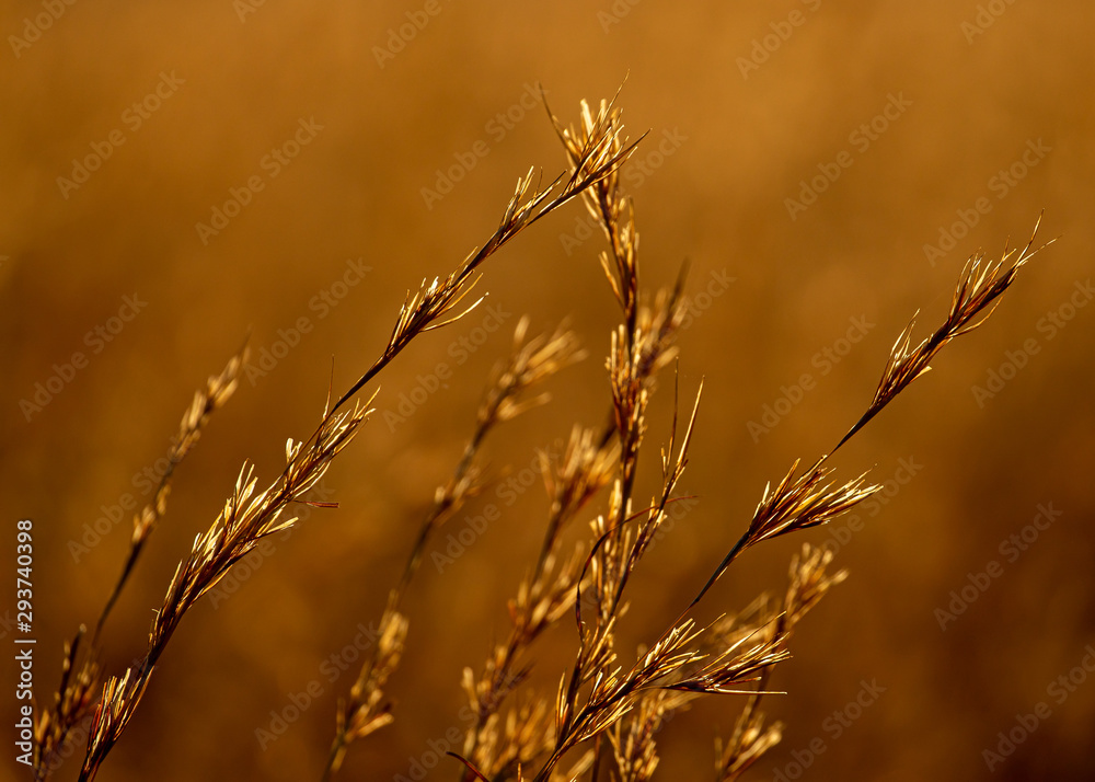 Glowing golden grass in morning light Glowing golden grass in morning light