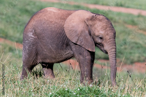 elephants in the field with their young