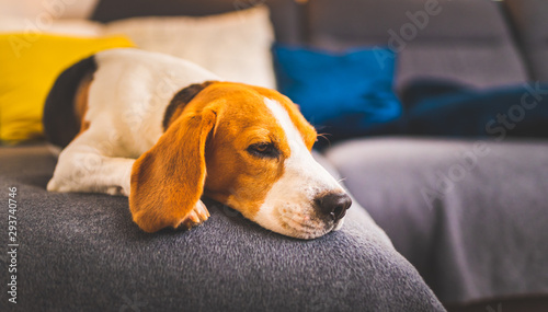 Sleeping beagle dog on sofa. Lazy day on couch