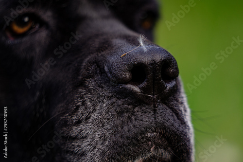 Black dog cane corso breed