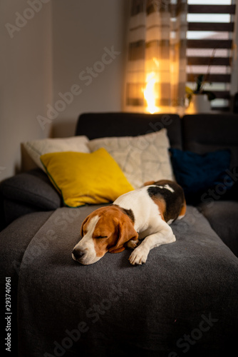Sleeping beagle dog on sofa. Lazy day on couch © Przemyslaw Iciak