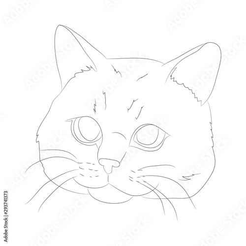 Fototapeta Naklejka Na Ścianę i Meble -  vector illustration cat portrait, lines, vector