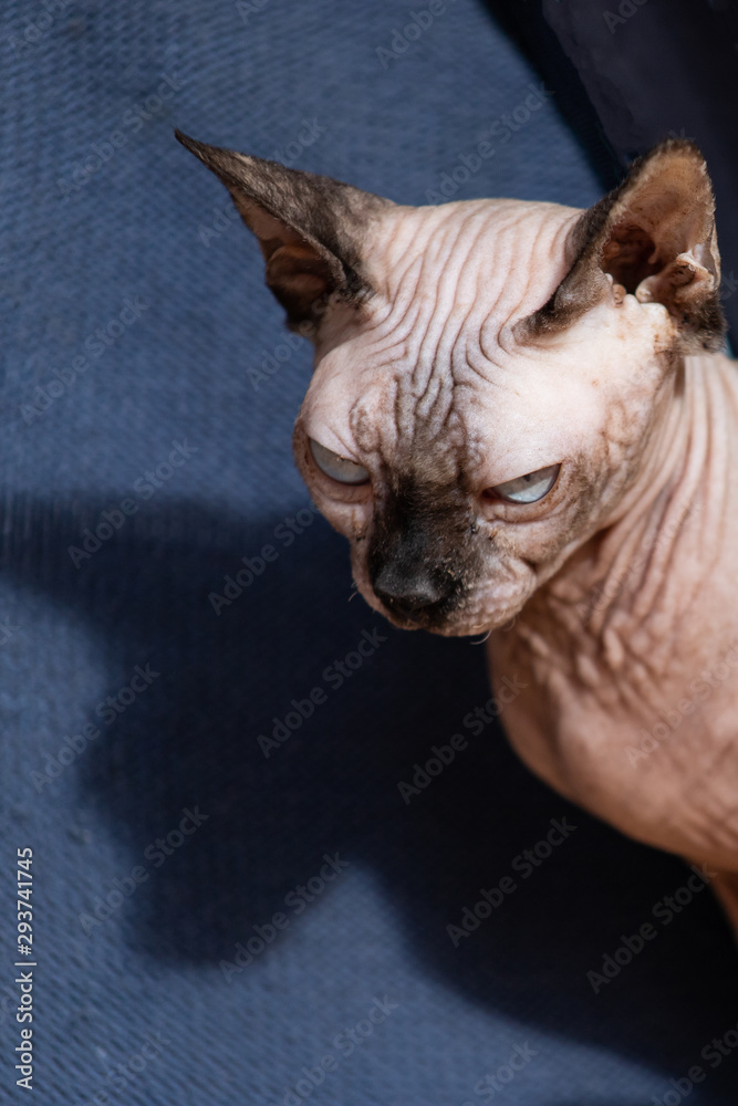 Portrait of a blue-eyed Sphynx cat
