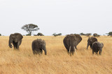 Elepahnts in the wild - Safari in Kenya