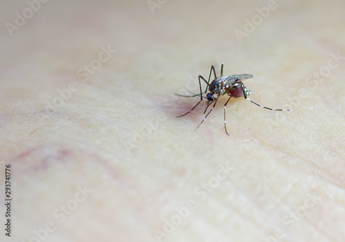 Mosquitoes are eating blood from human skin. May cause various diseases