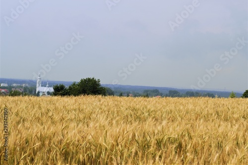 church behind a wheat field
