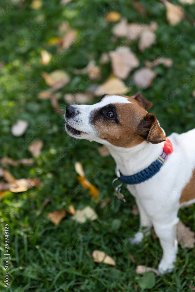 Jack Russell Terrier puppy walks in the autumn Park