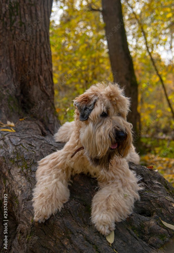The Irish wheaten soft-coated Terrier lies on a tree trunk in an autumn Park.