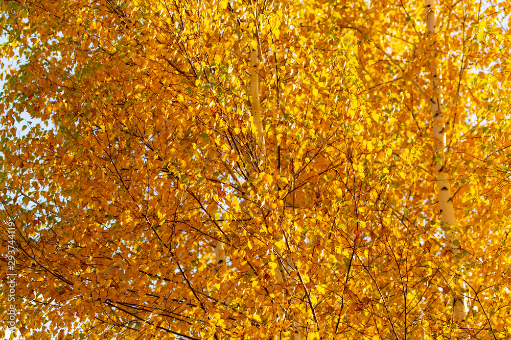 Yellow leaves on a tree in the fall Yellow leaves on a tree in the fall