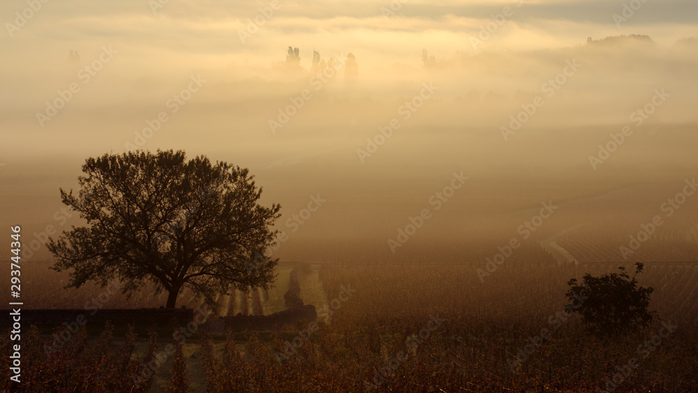 brume et brouillard sur le vignoble de bourgogne. Brouillard dans les vignes de Meursault