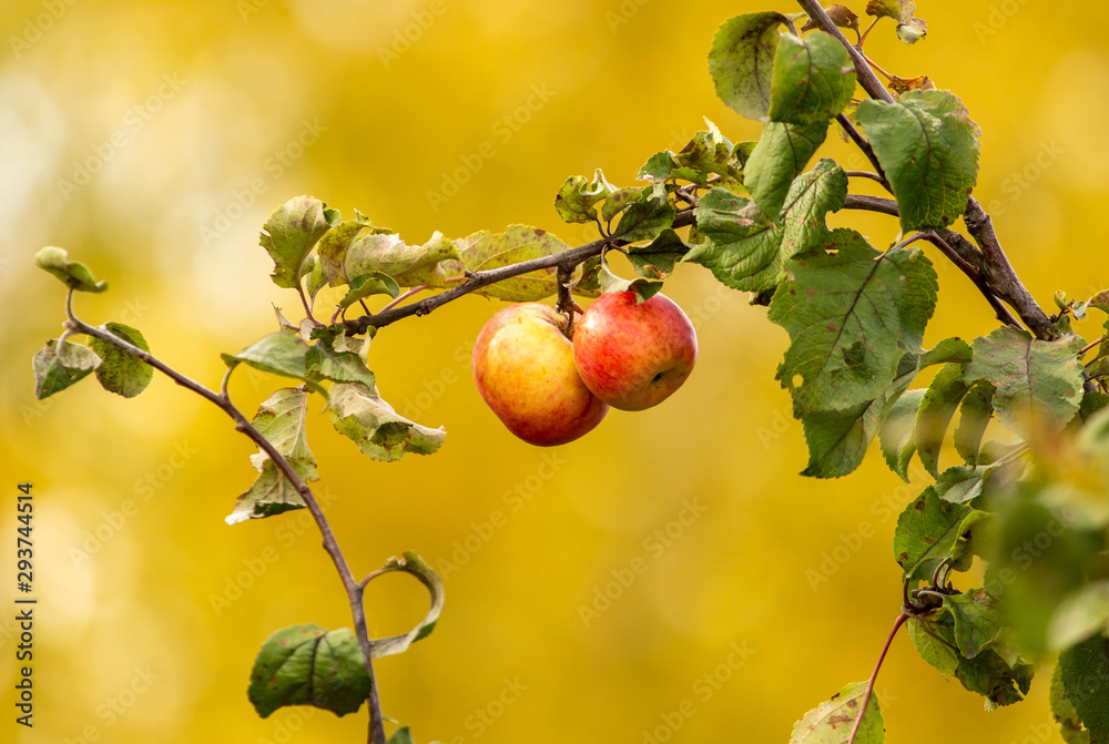 Red apples on tree branches in the fall