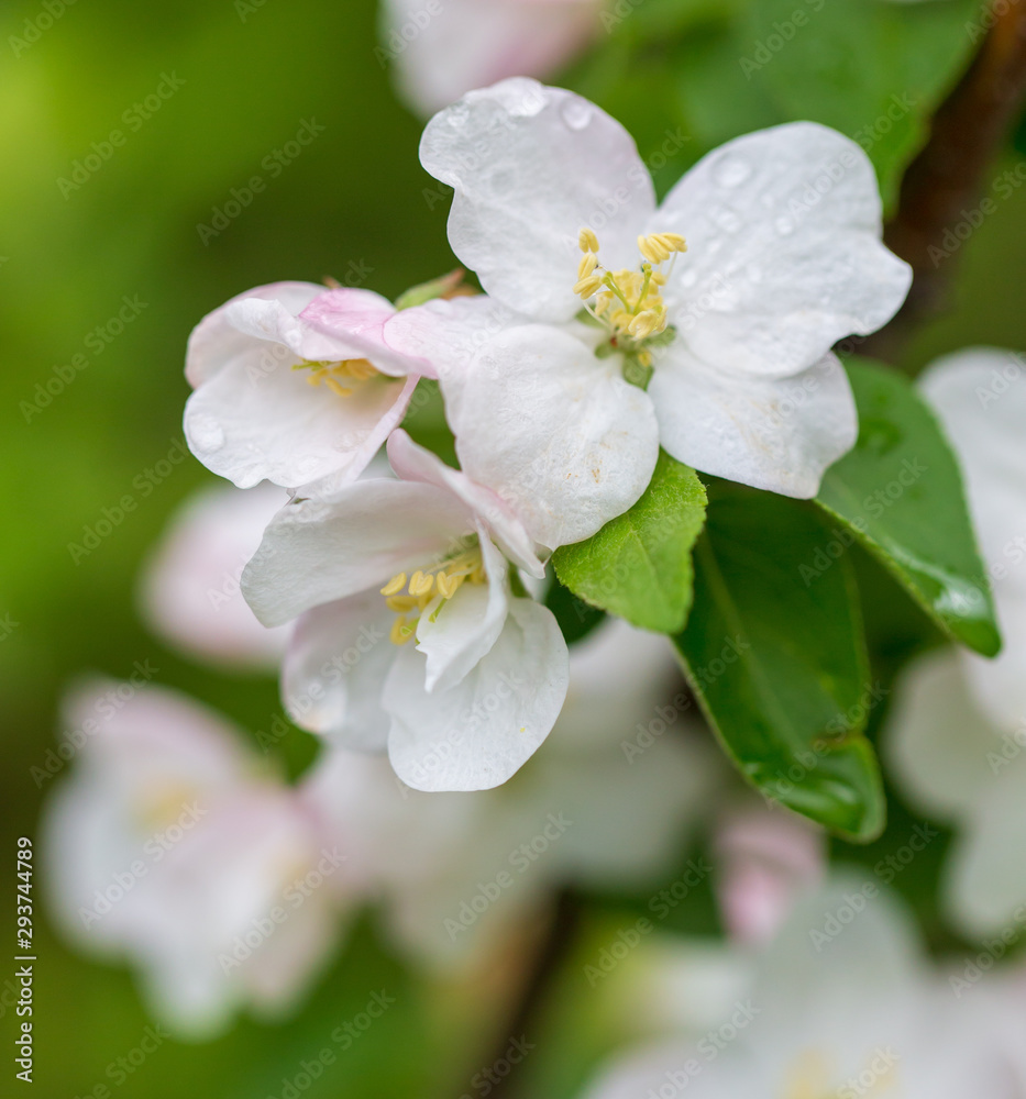 Flowers on the branches of apple trees in spring