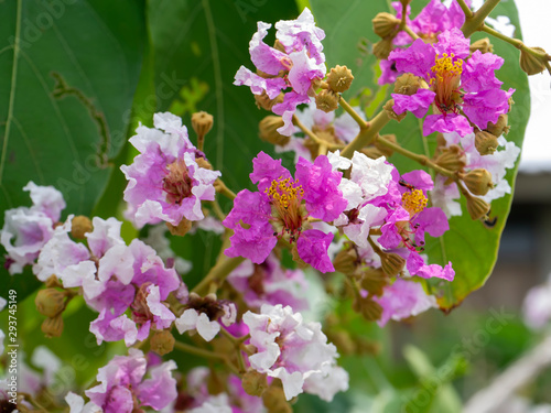 Close up of Bungor flower. photo