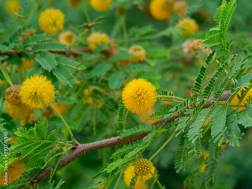 Close up Yellow flower of Acacia Farnesiana tree. photo