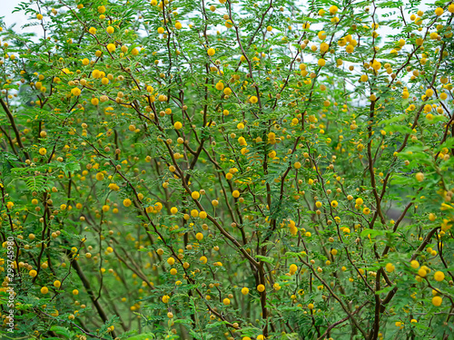 Close up Yellow flower of Acacia Farnesiana tree.