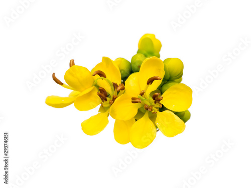 Close up Cassod tree or Senna siamea leaves.