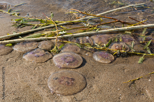 Fototapeta Naklejka Na Ścianę i Meble -  Bunch of common jellyfish dying on sand on the Baltic Sea beach. 
