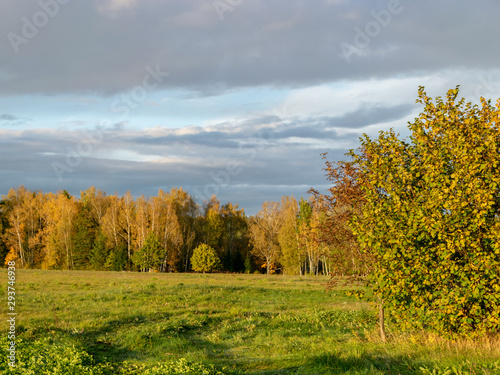 Fototapeta Naklejka Na Ścianę i Meble -  beautiful, gorgeous and colorful trees on an autumn day