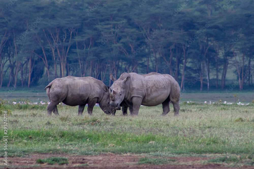 Naklejka premium The fighting Black Rhinos at Lake Nakkuru