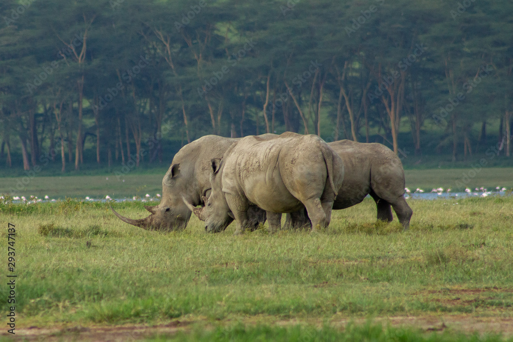 Obraz premium Black Rhinos Playing at Lake Nakuru