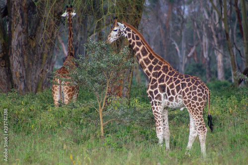 Giraffe eating the thorny Acasia Tree at Lake Nakuru