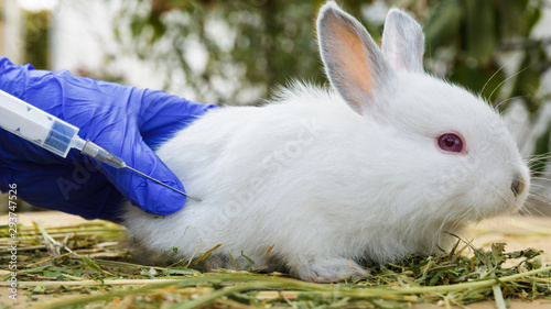 man in medical gloves vaccinates a little white rabbit