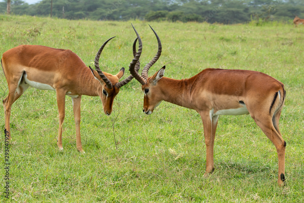 Impalas engaged in a duel Impalas engaged in a duel