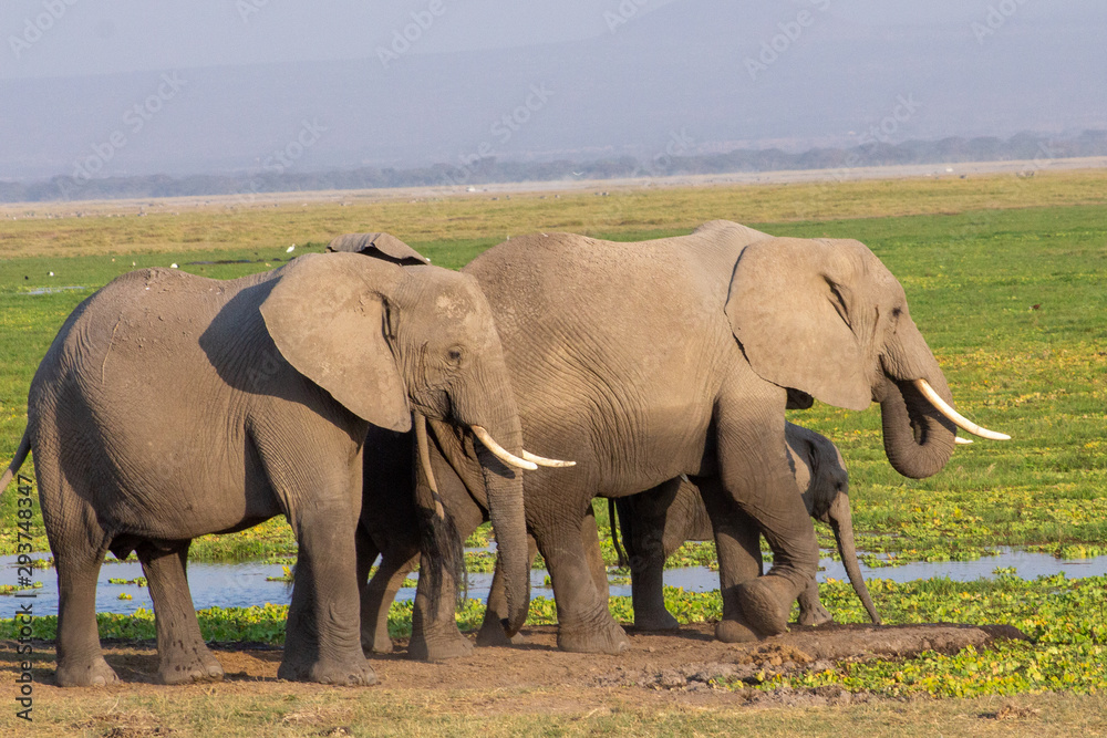 Obraz premium African Elephans Hers at Amboselli