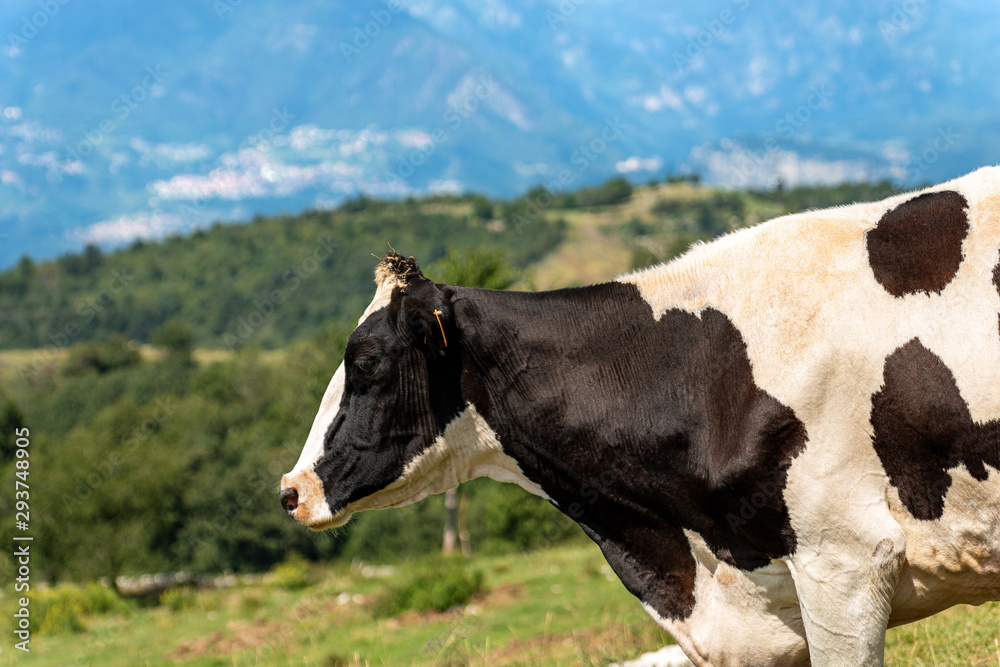 Holstein Friesian cattle, portrait of a black and white dairy cow on a defocused mountain landscape. Italian Alps, Europe