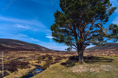 a view of a river in the highlands of scotland near kinlochleven on the west highland way in the argyll region of scotland near fort william in spring with clouds and blue sky and green trees
