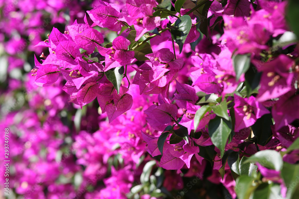 Blooming bush in botanical garden, Funchal, Madeira Blooming bush in botanical garden, Funchal, Madeira