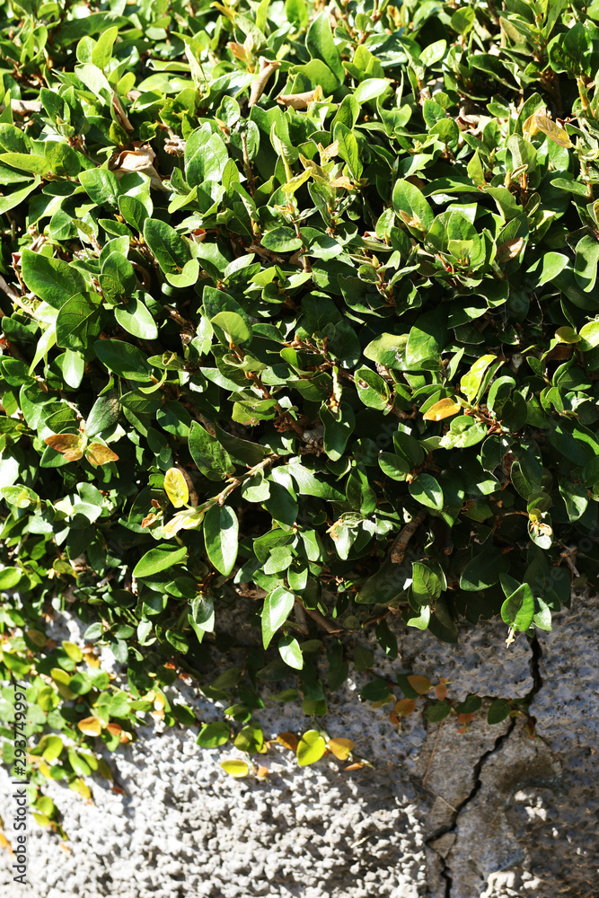 Bush in botanical garden, Funchal, Madeira Bush in botanical garden, Funchal, Madeira