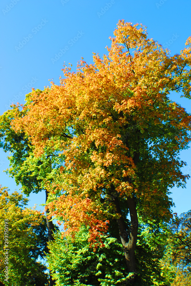 Naklejka premium Autumn tree tops, autumn in the park, golden autumn in the metropolis