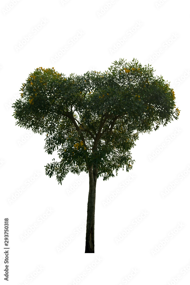 Isolated tree on white background Isolated tree on white background