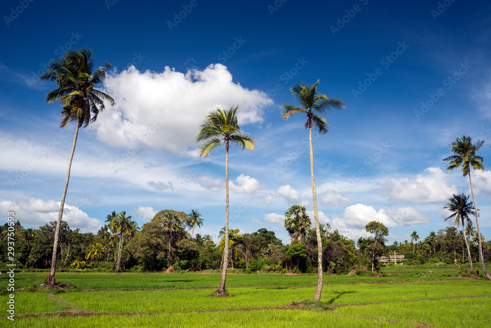 Rice fields around the sacred city of Anuradhapura, North Central Province, Sri Lanka 