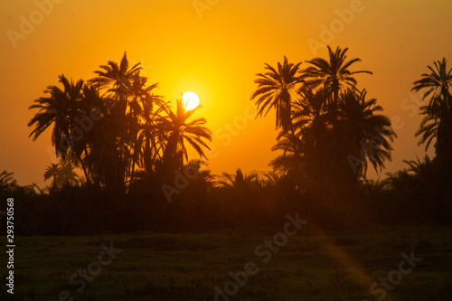Sunrise Behind Palm Trees at Amboselli